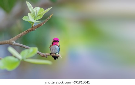 Bee Hummingbird