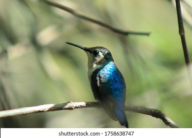 Bee Hummingbird Of Central America