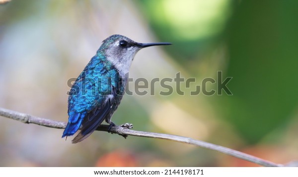 Bee\
hummingbird female, the smallest bird in the\
world