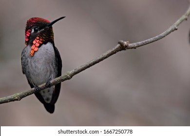 Bee Hummingbird Male Sitting On Branch