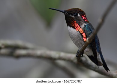 Bee Hummingbird Male Sitting On Branch