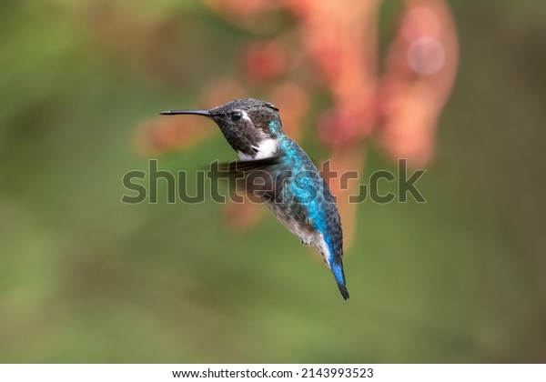 Bee hummingbird - Mellisuga helenae - flying\
to the flower at Playa Larga in  Cuba. Smallest bird in the World.\
Endemic cuba hummingbird.