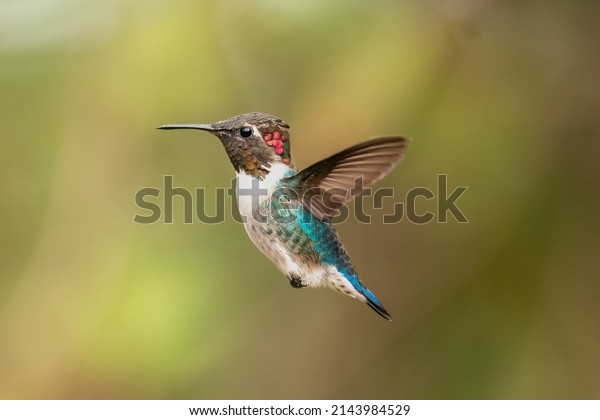 Bee hummingbird -\
Mellisuga helenae - at Playa Larga Cuba. The smallest bird in the\
world. Cuban endemic bird.