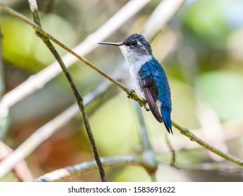 Bee Hummingbird Perched On A Branch  