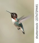 Bee hummingbird, zunzuncito or Helena hummingbird (Mellisuga helenae). It is the world