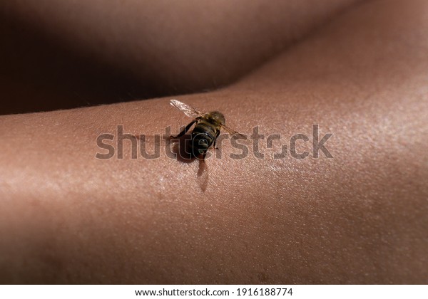 bee insect on skin\
natural human hand protect sting summer sunlight closeup beekeeping\
wildlife finger