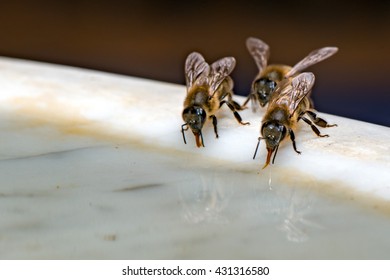 Bee insect while drinking water detail