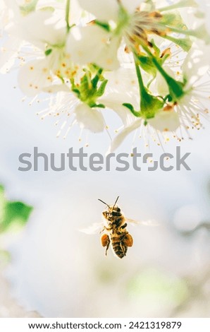 bee insect and white tiny apple flowers blooming in springtime