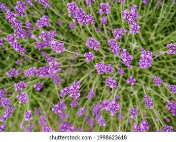 Bee Insects Collects Pollen And Nectar On Lavender Field. Overhead 