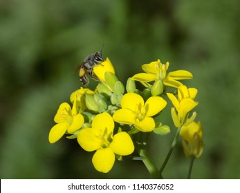 Bee and insects on mustard flower