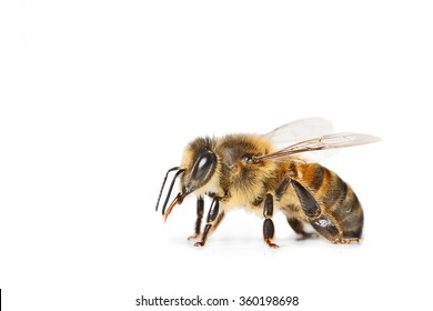 Bee Isolated