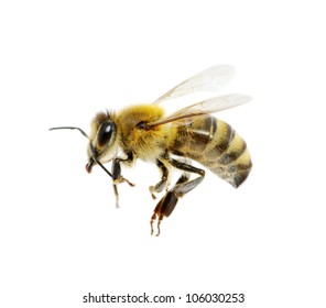 Bee Isolated On The White