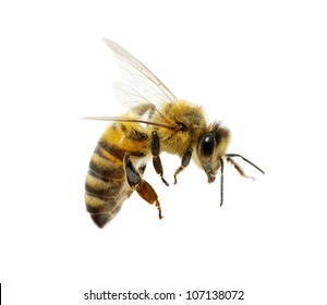 bee isolated on the white