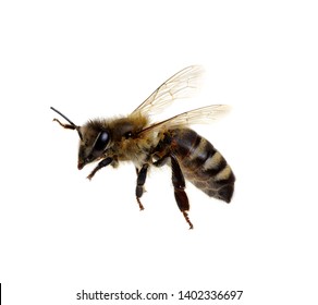 Bee Isolated On The White