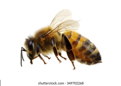 Bee Isolated On The White