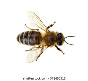 Bee Isolated On The White