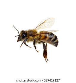 Bee Isolated On The White