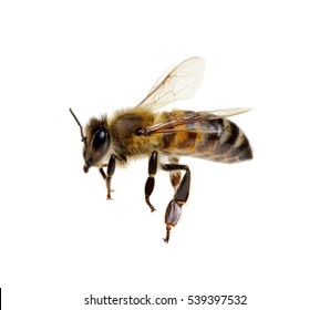 Bee Isolated On The White