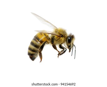 Bee Isolated On The White