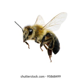 Bee Isolated On The White