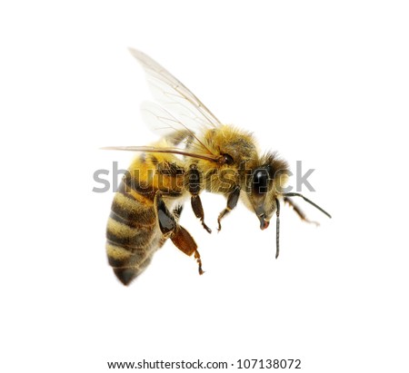 bee isolated on the white