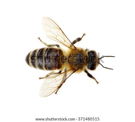 Bee isolated on the white