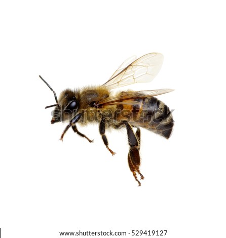 Bee isolated on the white