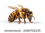 Bee isolated on white background. Macro shot of honey bee, Apis mellifera