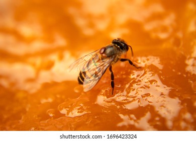 bee isolated on yellow dessert - Shutterstock ID 1696423324