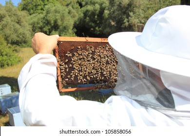 Bee Keeper With Bee Colony