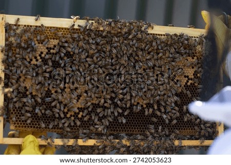 Bee keeper doing various checks in a hive inspection