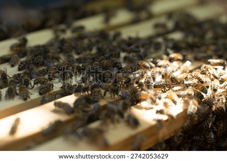 Bee keeper doing various checks in a hive inspection