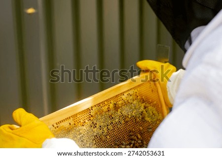 Bee keeper doing various checks in a hive inspection
