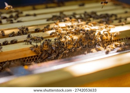 Bee keeper doing various checks in a hive inspection