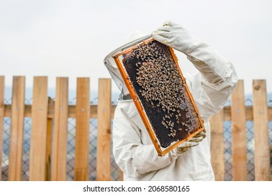 Bee Keeper Lifting Shelf Out Of Hive 