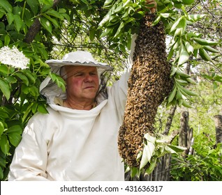 Bee Keeper With A Swarm Of Honeybees