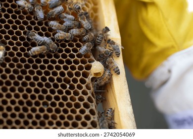 bee keeping frame queen cell 