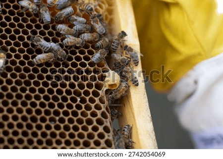 bee keeping frame queen cell 