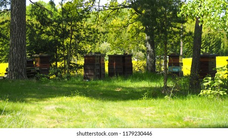 Bee Keeping In Sweden