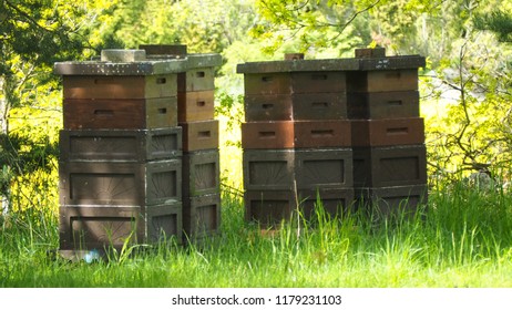 Bee Keeping In Sweden