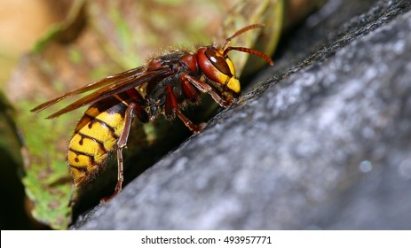 Bee Killer Hornet Macro Portrait