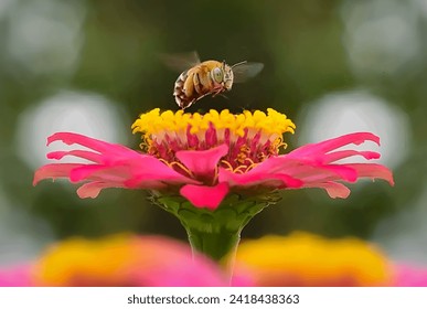 bee landing on top of a pink flower. The bee is a honey bee, and the flower is a common zinnia. The bee is in mid-flight, and its wings are spread wide. The flower is open, and its petals are a bright - Powered by Shutterstock