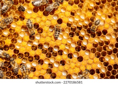 Bee larvae in cells, population reproduction. Beautiful honeycombs with bees close-up. A swarm of bees crawls through the honeycombs, collecting honey. Beekeeping, healthy food. - Powered by Shutterstock