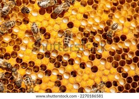 Bee larvae in cells, population reproduction. Beautiful honeycombs with bees close-up. A swarm of bees crawls through the honeycombs, collecting honey. Beekeeping, healthy food.