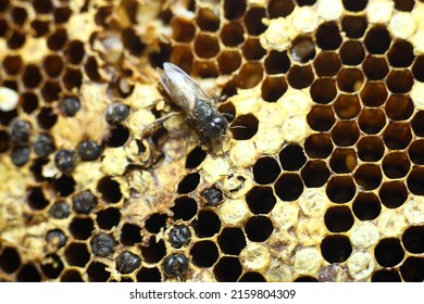 The Bee Larvae Leave The Pupa And Become Worker Bees In Search Of Food To Feed The Queen Bee.