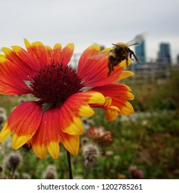 A Bee Leaves A Bright Flower On A Rooftop Green Space In Greenpoint New York.