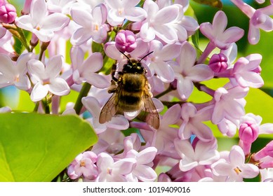 Bee lilac purple Spring