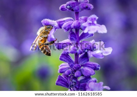 Bee looking for nectar of lavender flower. Close-up and selective focus.