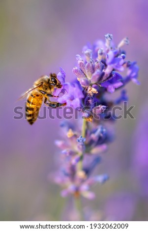 Bee looking for nectar of lavender flower. Close-up and selective focus