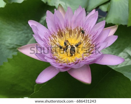 Bee with lotus